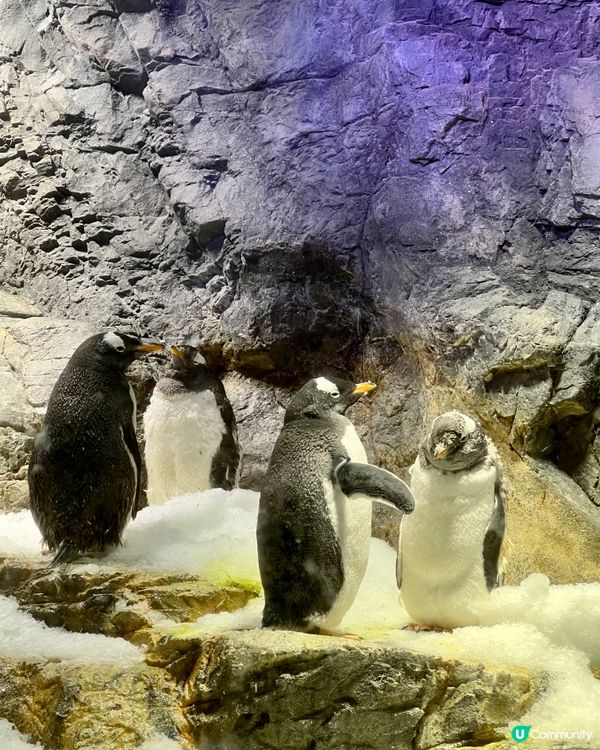 『日本』大阪海遊館🌊｜療癒的太平洋海底之旅🩵