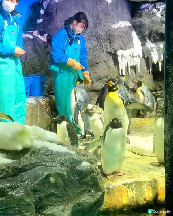 『日本』大阪海遊館🌊｜療癒的太平洋海底之旅🩵