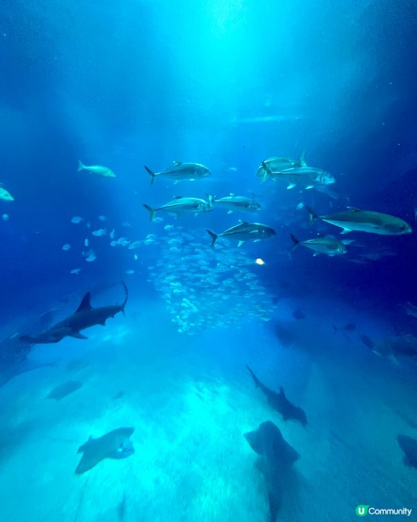 『日本』大阪海遊館🌊｜療癒的太平洋海底之旅🩵