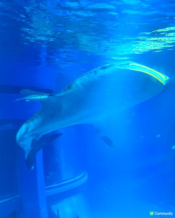 『日本』大阪海遊館🌊｜療癒的太平洋海底之旅🩵