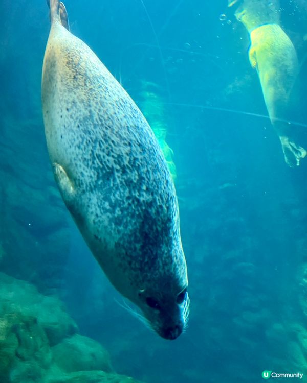 『日本』大阪海遊館🌊｜療癒的太平洋海底之旅🩵