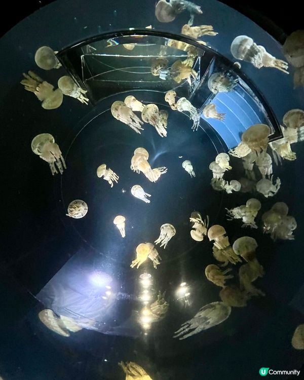 『日本』大阪海遊館🌊｜療癒的太平洋海底之旅🩵