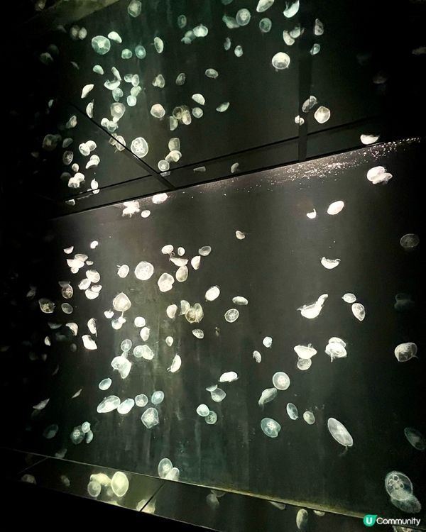 『日本』大阪海遊館🌊｜療癒的太平洋海底之旅🩵