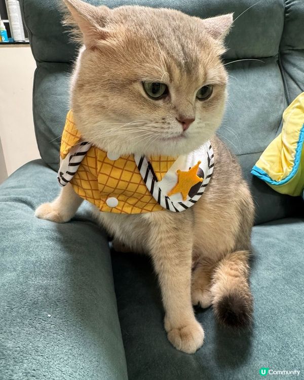可愛的貓
