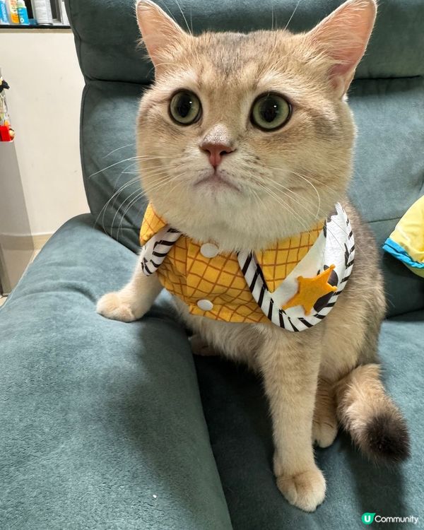 可愛的貓