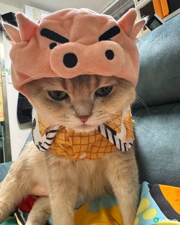 可愛的貓