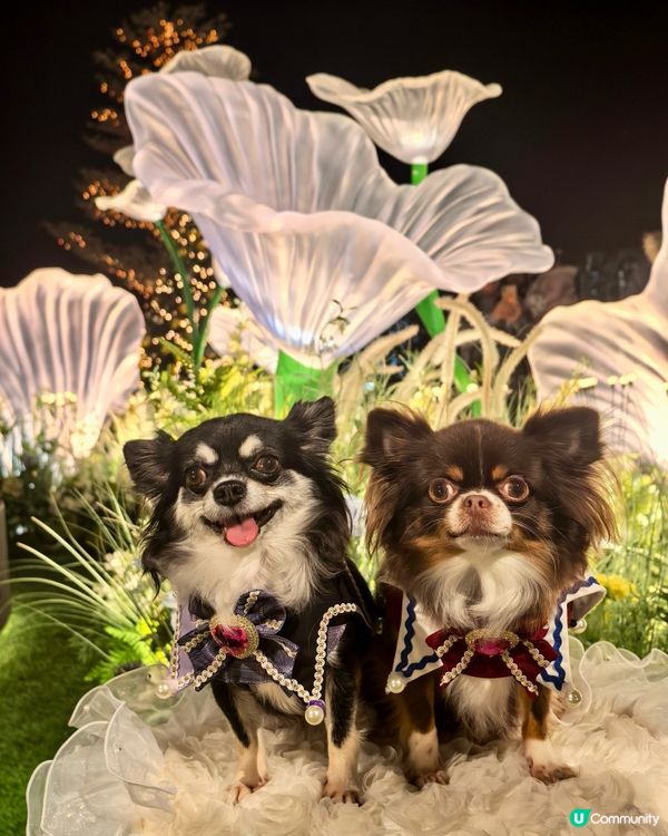 1.  聖誕去邊好？✨新城市廣場光影祭！📸