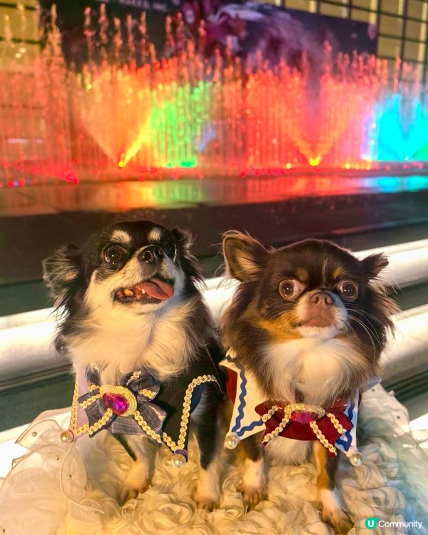 1.  聖誕去邊好？✨新城市廣場光影祭！📸
