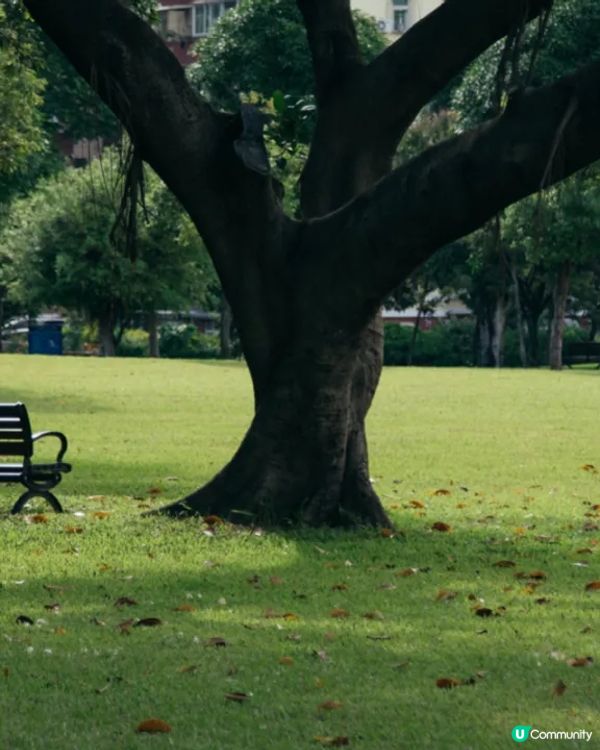 深圳華強北中心公園周末必去🍃宮崎駿「網紅橋」小紅書爆紅必打卡✨
