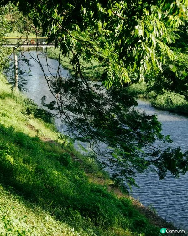 深圳華強北中心公園周末必去🍃宮崎駿「網紅橋」小紅書爆紅必打卡✨