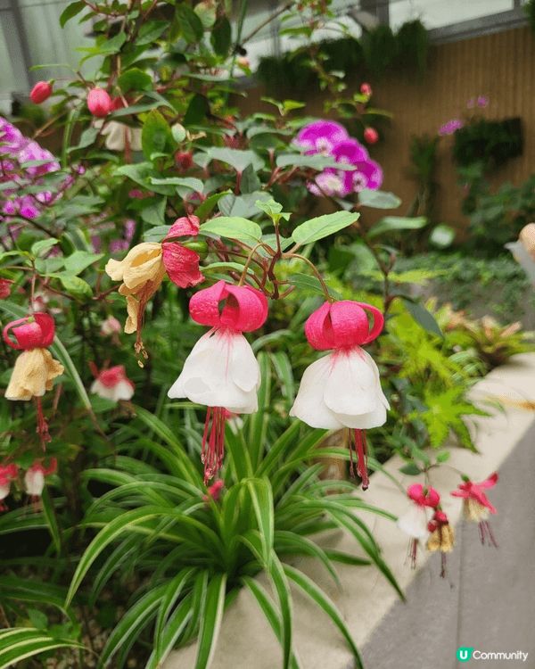 香港動植物公園一日遊