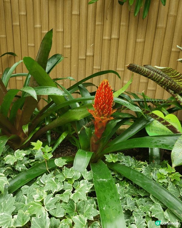 香港動植物公園一日遊
