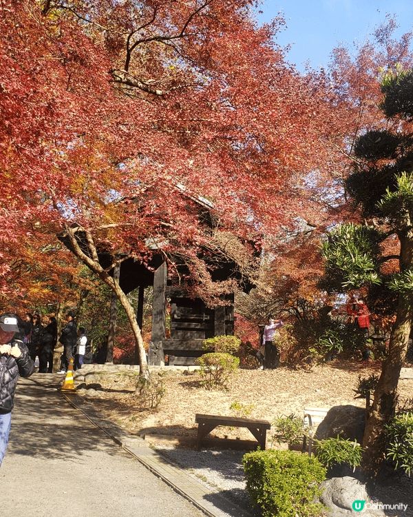 九州福岡追逐楓葉，秋月城盛開楓葉，悠閒賞楓，九重夢大吊橋建築...