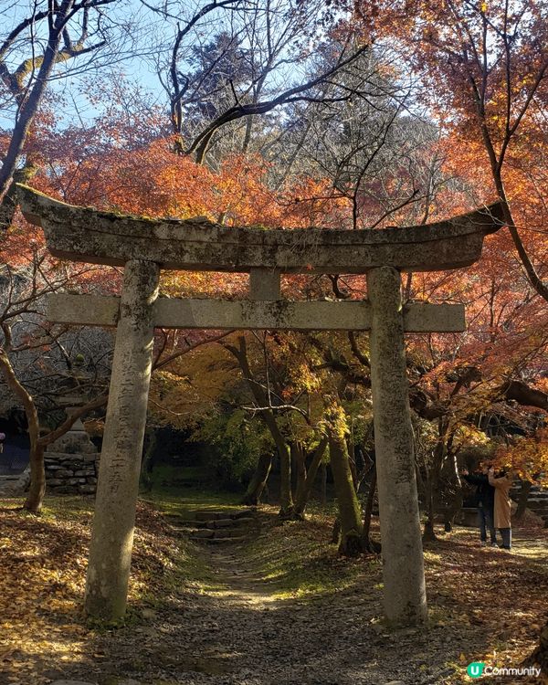 九州福岡追逐楓葉，秋月城盛開楓葉，悠閒賞楓，九重夢大吊橋建築...