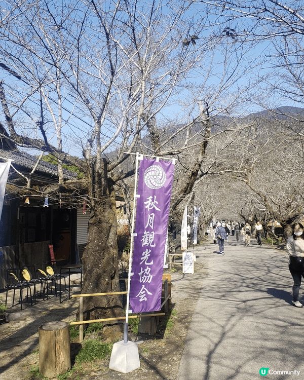九州福岡追逐楓葉，秋月城盛開楓葉，悠閒賞楓，九重夢大吊橋建築...