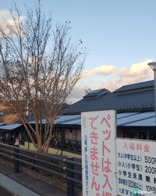 九州福岡追逐楓葉，秋月城盛開楓葉，悠閒賞楓，九重夢大吊橋建築...