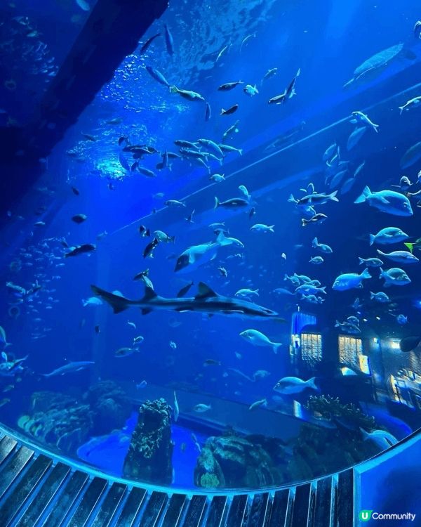 沖繩 DMM Kariyushi 水族館以零距離接觸動物為亮...