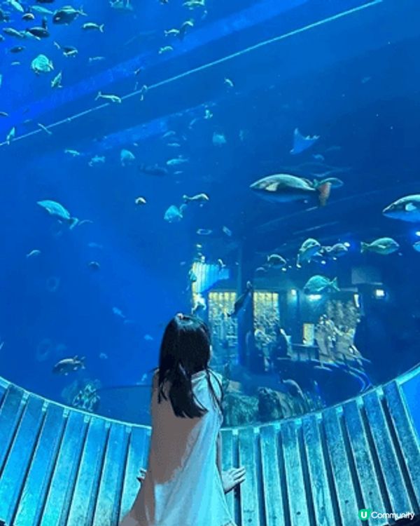沖繩 DMM Kariyushi 水族館以零距離接觸動物為亮...