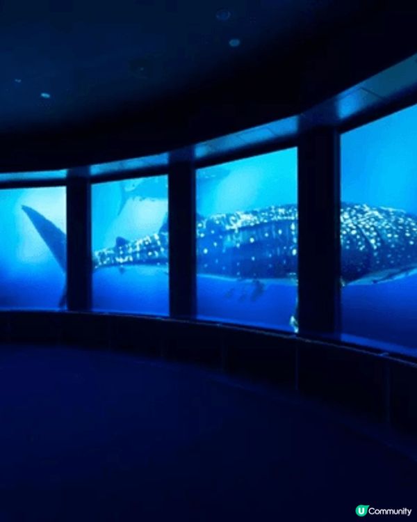 沖繩 DMM Kariyushi 水族館以零距離接觸動物為亮...