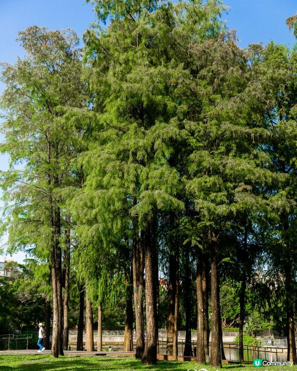 深圳南山打卡必去「白色玻璃屋Cafe」☕️四周綠意盎然勁似歐洲🌿