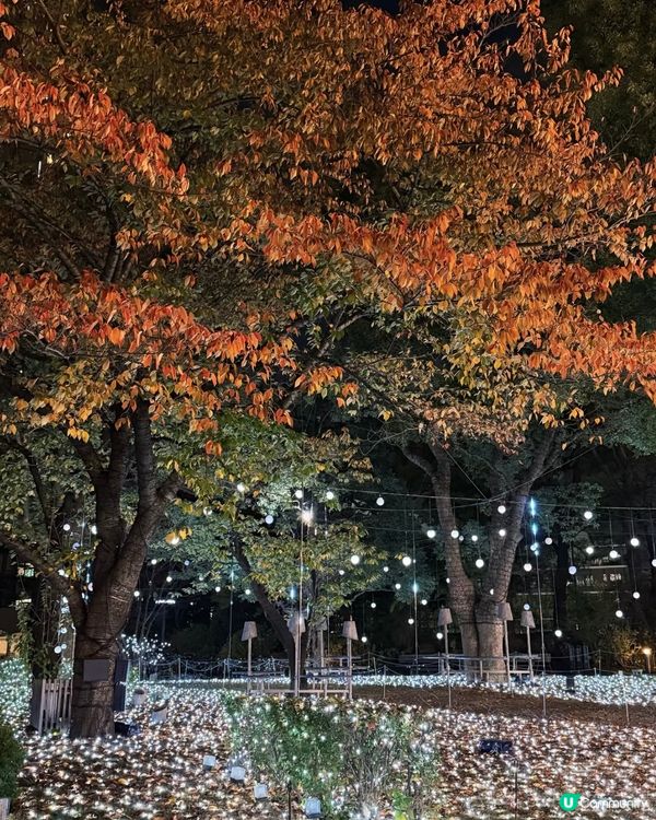 東京聖誕點燈攻略！🎄✨ 浪漫到爆！