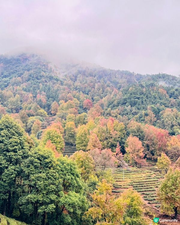 🍁🍂廣東版無量山楓葉紅遍天🍁 🍂
