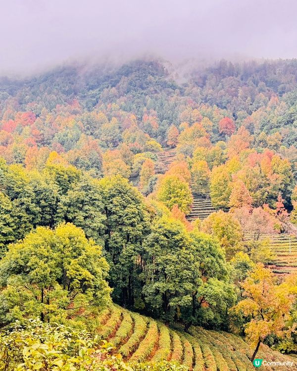 🍁🍂廣東版無量山楓葉紅遍天🍁 🍂