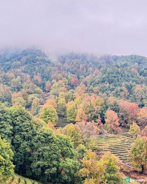 🍁🍂廣東版無量山楓葉紅遍天🍁 🍂
