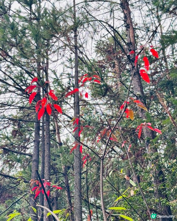 🍁🍂廣東版無量山楓葉紅遍天🍁 🍂