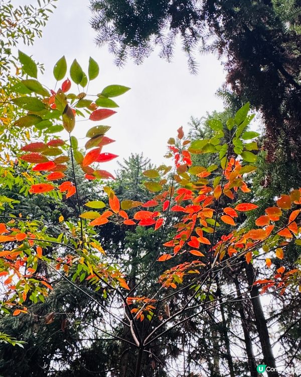 🍁🍂廣東版無量山楓葉紅遍天🍁 🍂