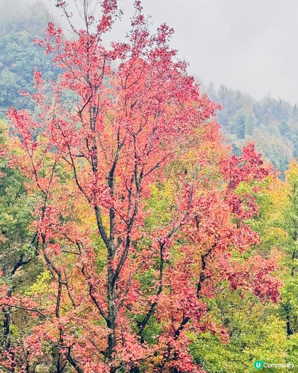 🍁🍂廣東版無量山楓葉紅遍天🍁 🍂