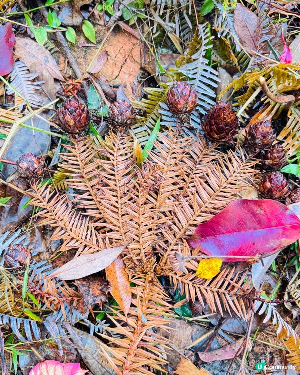 🍁🍂廣東版無量山楓葉紅遍天🍁 🍂