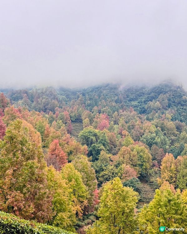 🍁🍂廣東版無量山楓葉紅遍天🍁 🍂