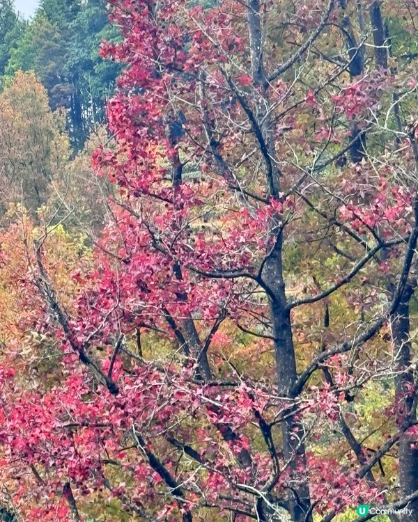🍁🍂廣東版無量山楓葉紅遍天🍁 🍂