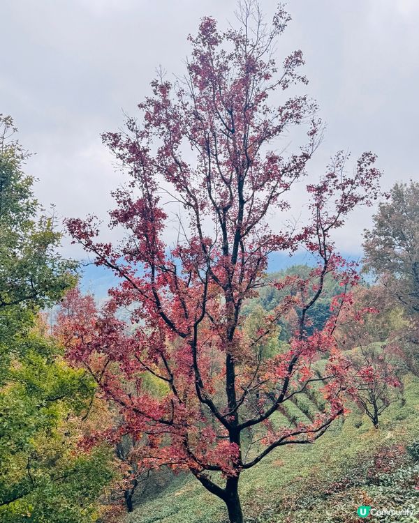 🍁🍂廣東版無量山楓葉紅遍天🍁 🍂