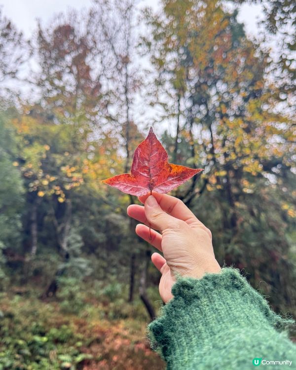 🍁🍂廣東版無量山楓葉紅遍天🍁 🍂