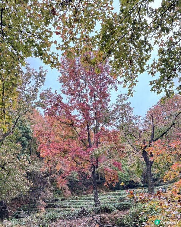 🍁🍂廣東版無量山楓葉紅遍天🍁 🍂
