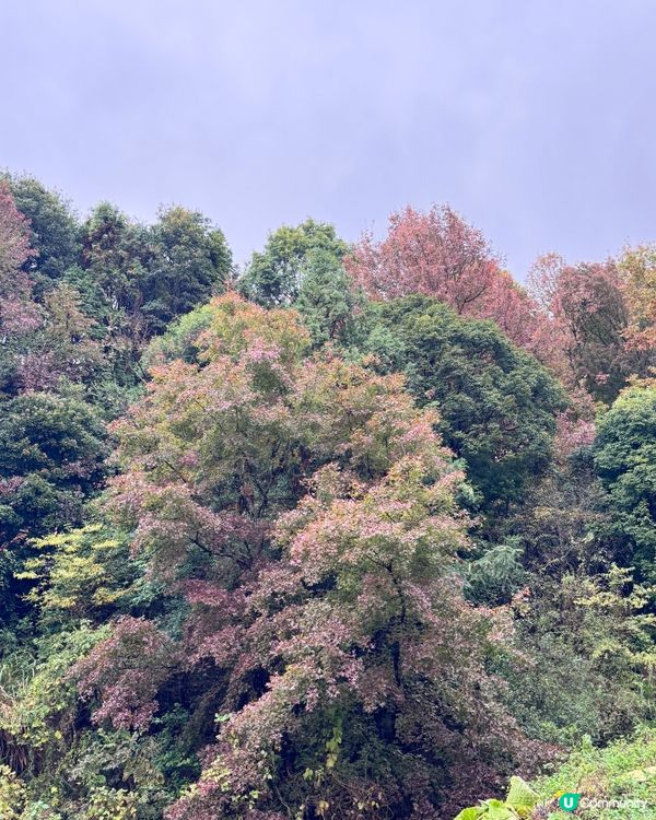 🍁🍂廣東版無量山楓葉紅遍天🍁 🍂