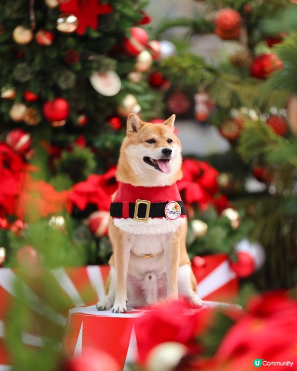 西沙GO PARK全新｢炫夢旋轉木馬｣