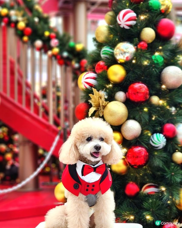 新城市廣場聖誕打卡