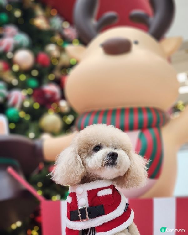 新城市廣場聖誕打卡