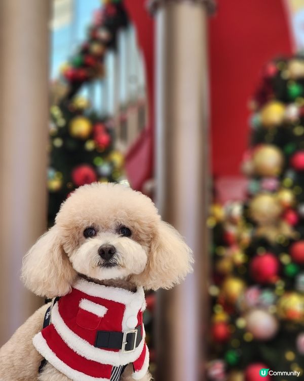 新城市廣場聖誕打卡