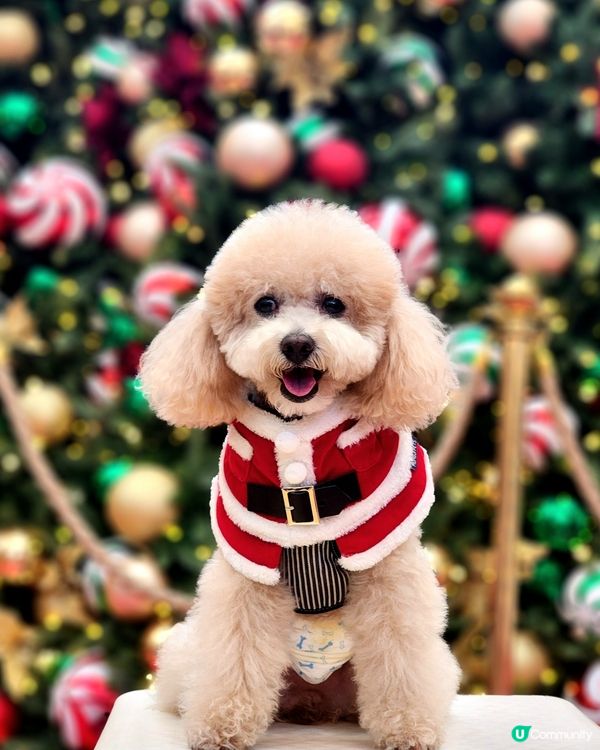 新城市廣場聖誕打卡