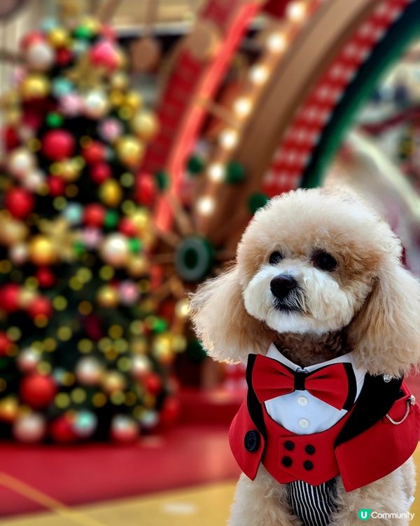 新城市廣場聖誕打卡