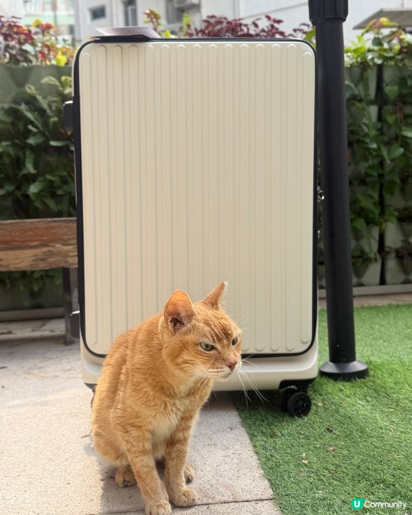 日本旅行必備！超好用行李喼推介🤩！輕便耐用又抵！