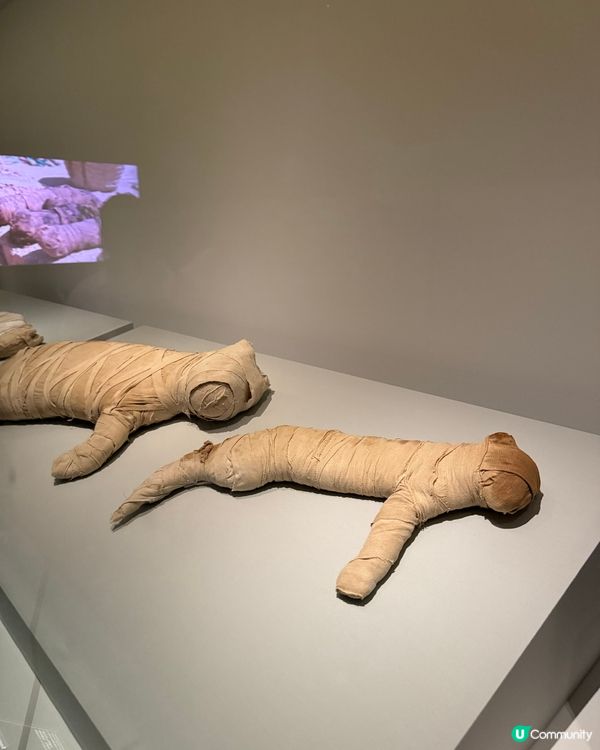 古埃及展覽嚟啦！🏛️ 必睇珍品！