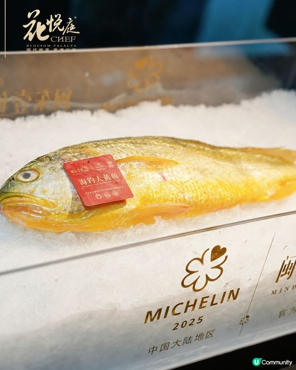 前海花悅庭黃魚宴🤤！原條黃魚極緻演繹！必衝！