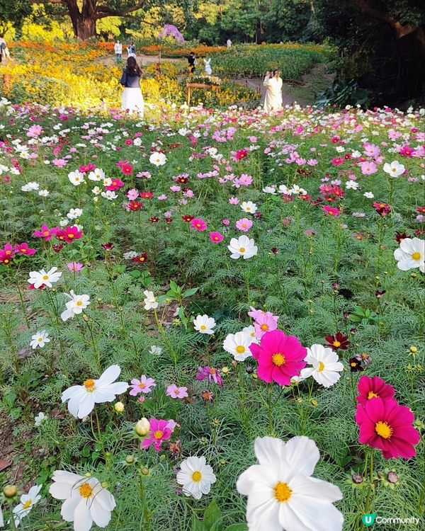 🌼🌼我愛花花🌼🌼之仙湖花展最後一輯😍