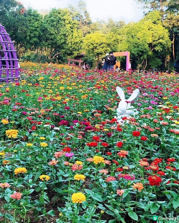 🌼🌼我愛花花🌼🌼之仙湖花展最後一輯😍
