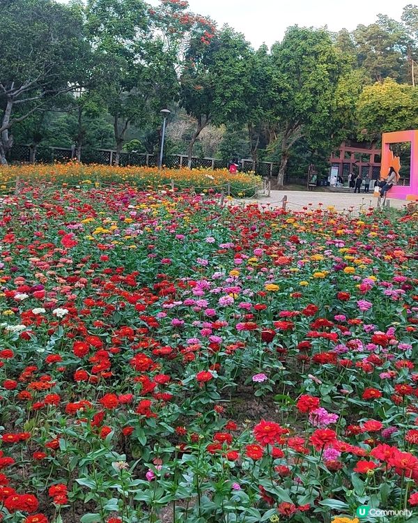 🌼🌼我愛花花🌼🌼之仙湖花展最後一輯😍